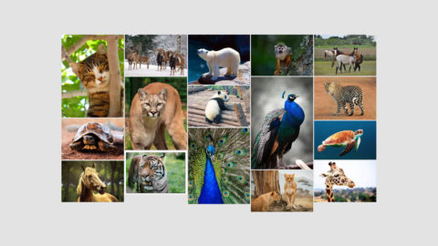 Create Beautiful Divi Masonry Gallery in 5 Easy Steps